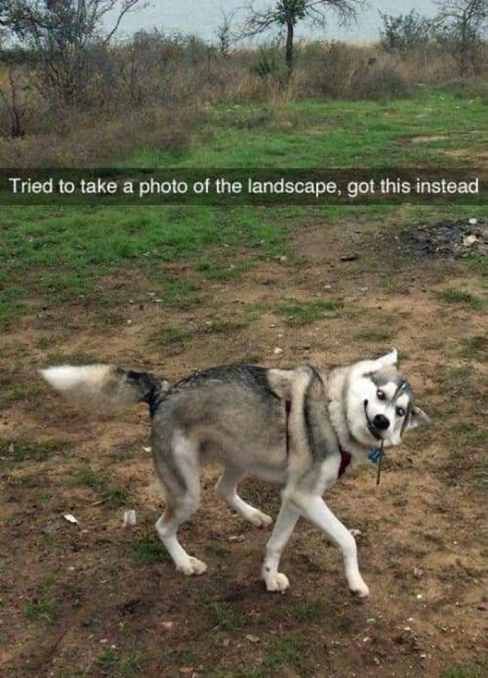 Dog with mouth open during feeding, snorting expression, comedic “cheese” moment