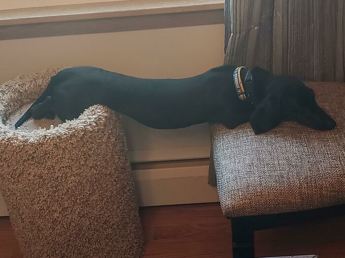 48. "He Normally Curls Up On Top Of The Cat Pedestal (Weird Already). This One, However, Is New"