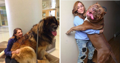 These Super Sized Doggos Think They Are Teenie-Tiny Puppers