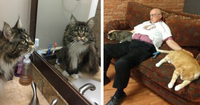 A Study Found That Cats Mirror Their Owner's Personality