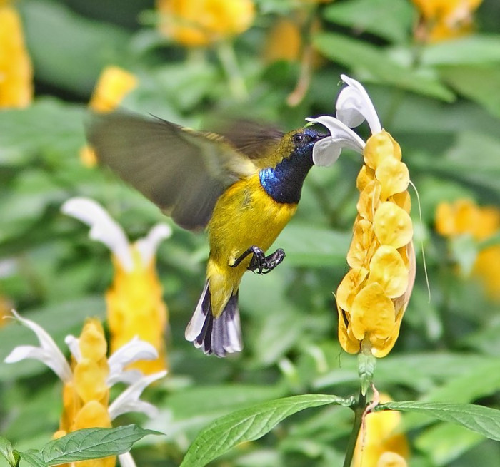 Pájaro del sudeste asiático