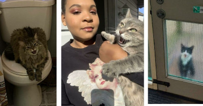 Amazing Cat Meowing Pictures You Can Practically Hear