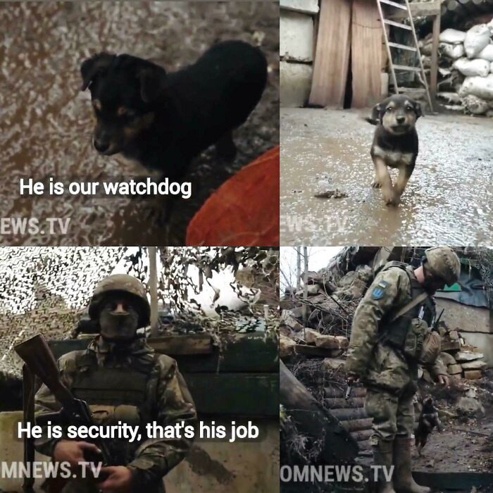 8. Ukrainian soldiers spotted a puppy in the freezing cold and have officially adopted him. He is named Rambo.