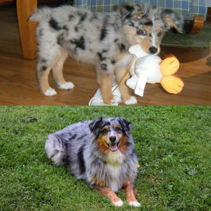 Eee! Australian shepherd <3
