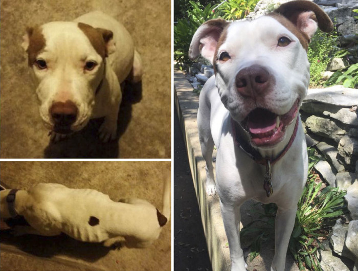 Before And After Dog Rescue Stories That Will Absolutely Warm Your Heart