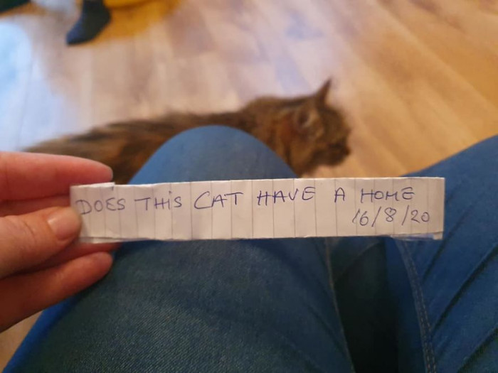 But someone wanted to know if this cat has a home!