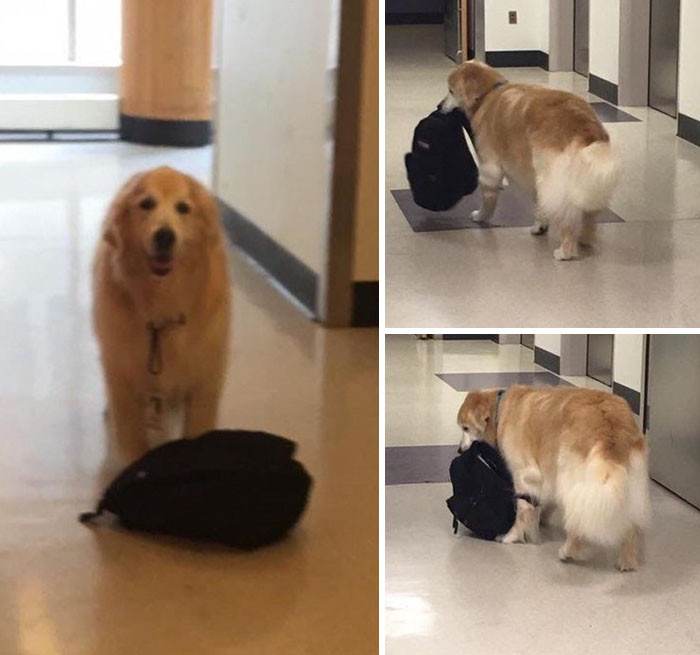 Eddie, the Hospital Therapy Dog
