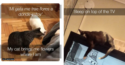 Twitter Users Share The Weirdest Things Their Cats Do And We Were Not Prepared