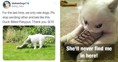 Curious Dogs Get Dubbed "Platypus Dogs" And It's Incredibly Adorable