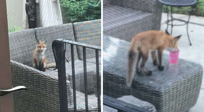 Naturally, Shawn and his family have loved the foxes visits - maybe even more than the foxes themselves.