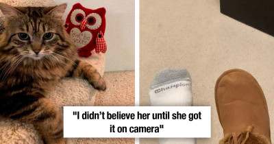 Rescue Cat Expresses Her Gratitude By Bringing Her Mom's Slippers To Her Every Morning