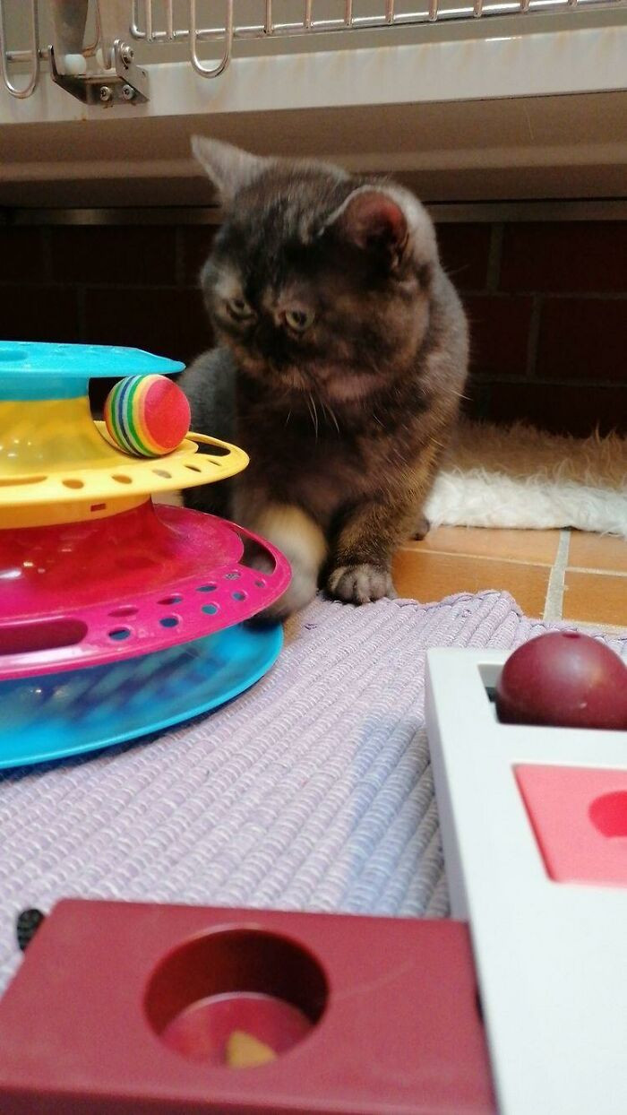 Francisca was surprised to find out that nobody wanted kitty Bean because of her sad and grumpy looks. The shelter had been her home for many months.