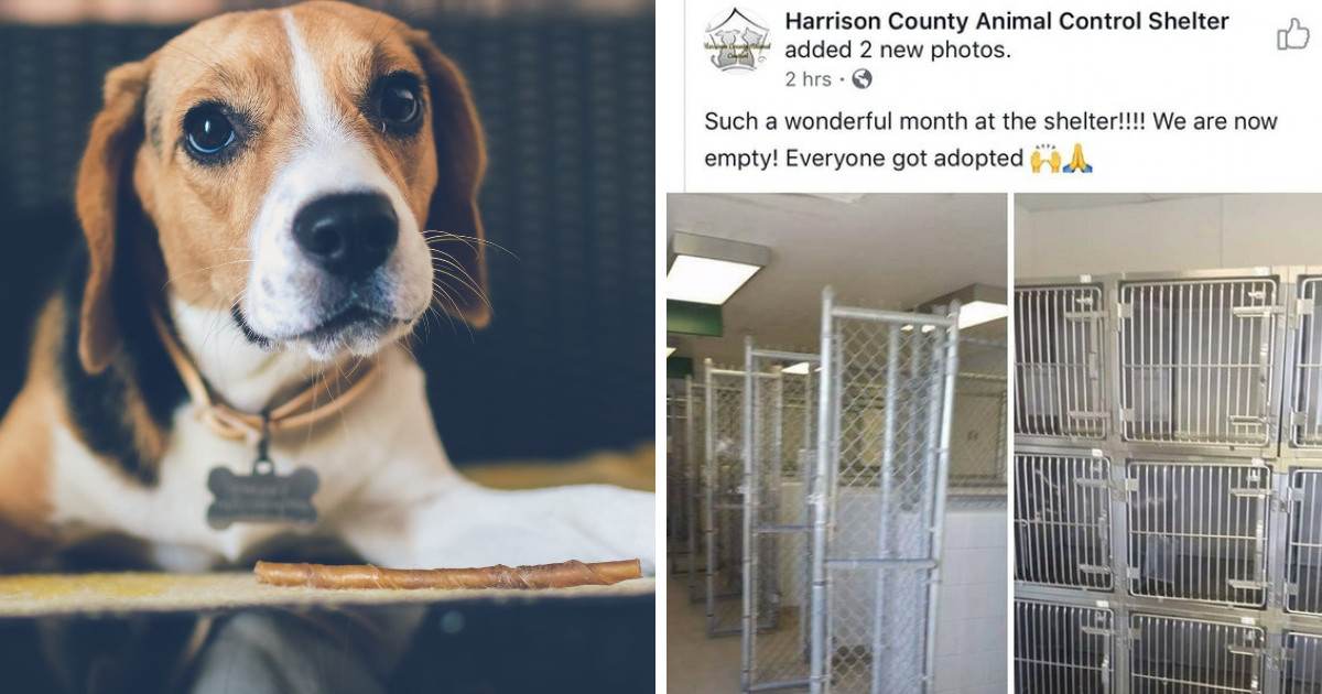 harrison county dog shelter