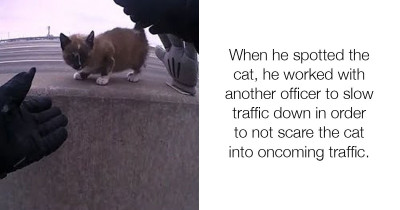 Adorable Kitten Chooses Her Own Forever Family When She Was Rescued On The Highway