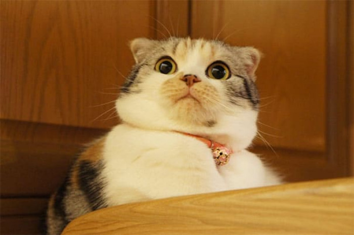 13. "I am appalled!"