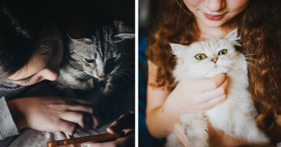 Cat Myths That Have Circulated the Internet That Really Have No Truth In Them At All