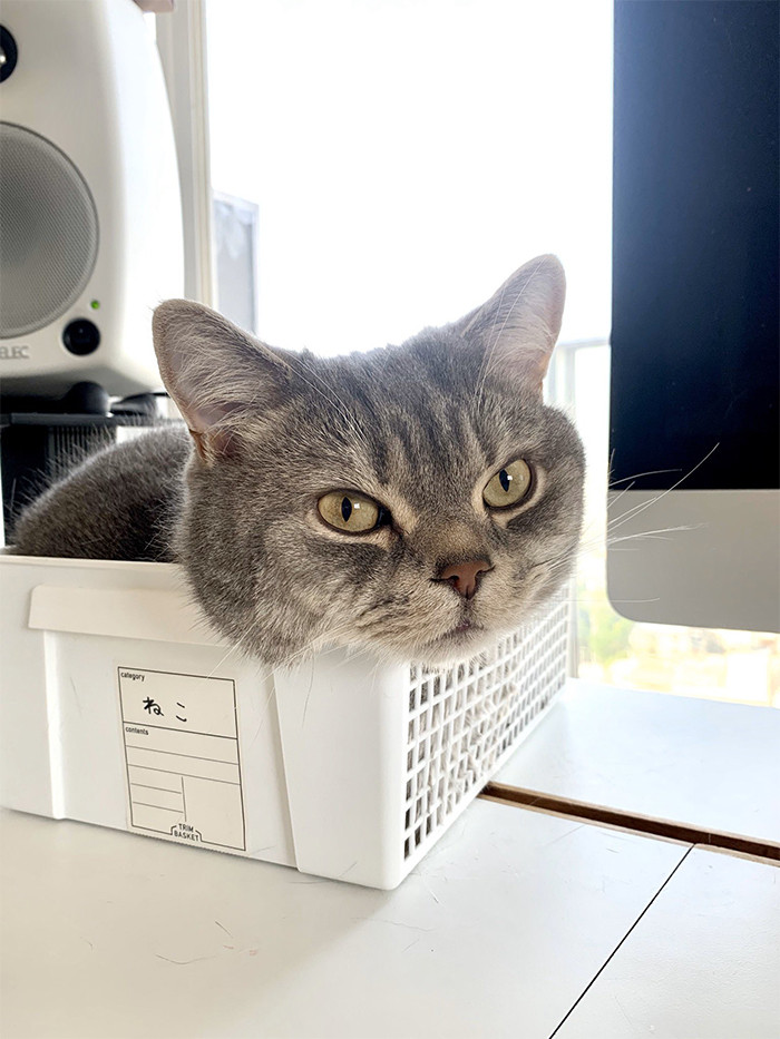 Meet Kakka, a very cute British shorthair that adores his human. And by that I mean adores driving his human bonkers.