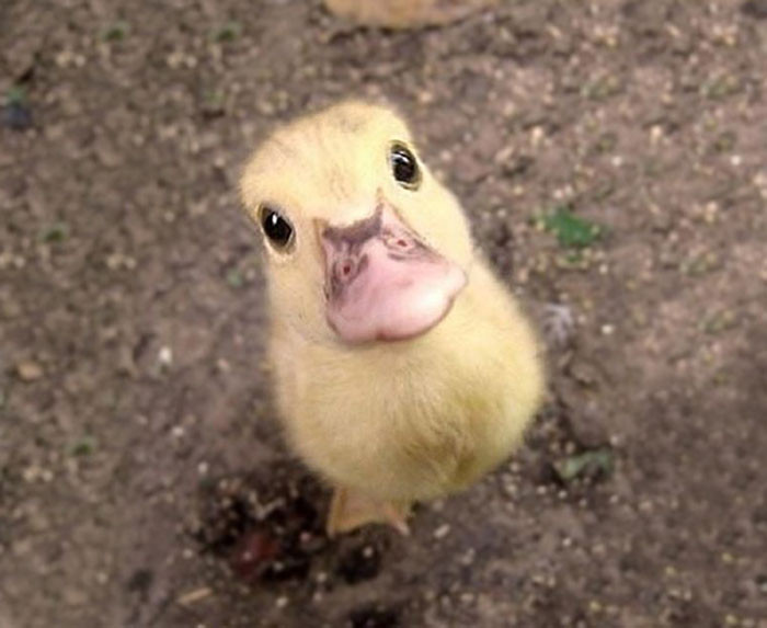 31. Baby Duck Wants To Say Hello