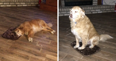 Dog Ignores That His Bed Is Way Too Small and Appreciates the Gift Anyway