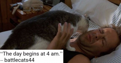 Cat Servants Made a List of Hilariously Relatable Rules Their Cat Masters Set Out for Them