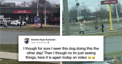 Dog Walking Down The Street Like A Human Being Makes One Man Question Everything