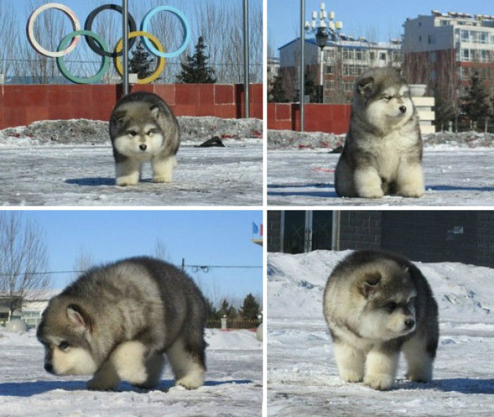 #7 What a gorgeous Alaskan Malamute!