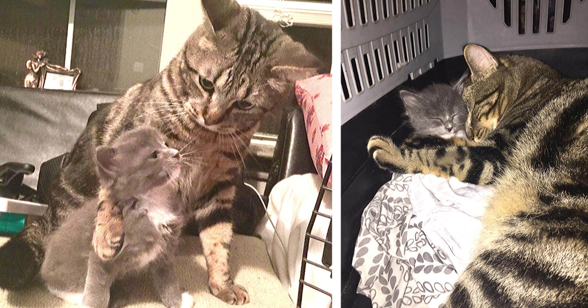 Older Cat New Kitten Into His Home And Teaches Him Everything