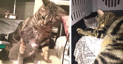 Older Cat Welcomes New Kitten Into His Home And Teaches Him Everything He Needs To Know, Especially How To Cuddle