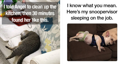 Working From Home Couples Blame Furry Co-Workers For Office Problems During Isolation