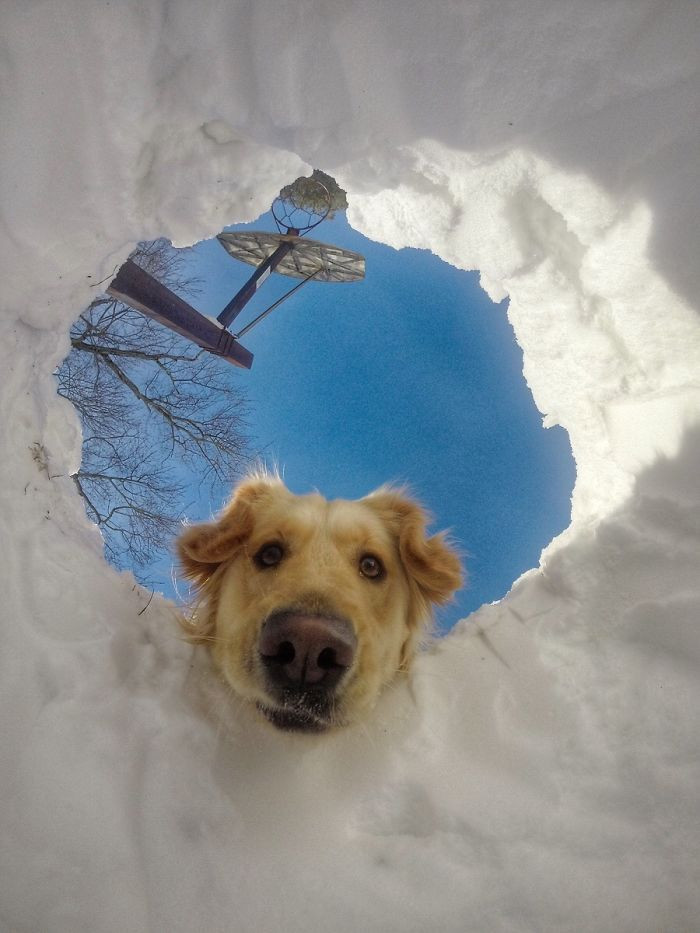 3. “When you get buried in snow but your dog is a retriever.”