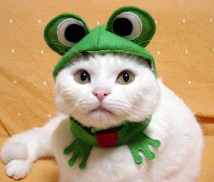 Cat wearing a sailor Batman costume, labeled Scuba Cat Jack Spurrow