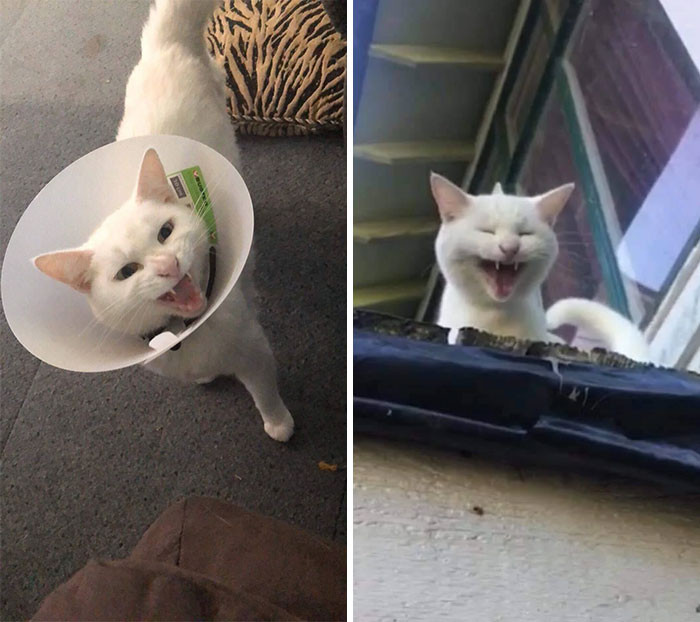 13. I Lost My Little Girl To Cancer Yesterday Morning. She Was Great At Yelling And Getting Herself Into Situations That Could Only Be Fixed By Yelling (Her Logic). Please Enjoy These Shots Of Her Yelling. Goodbye Sasha, I’ll Miss You Forever