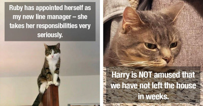 Cats Who Desperately Want the Coronavirus Lockdown to End So They Can Finally Have Their Privacy and Life Back