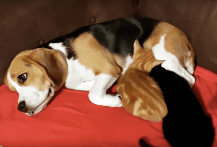 The trio's bond is so strong that Daisy's body even started producing milk to feed Dexter and Fletcher.