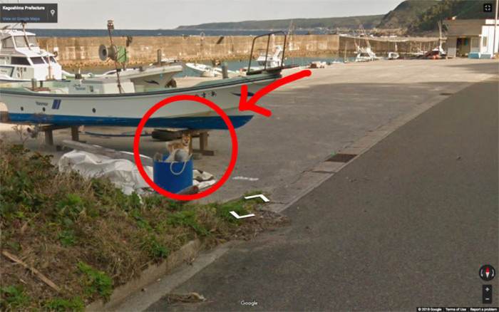 Good boi appears on camera!