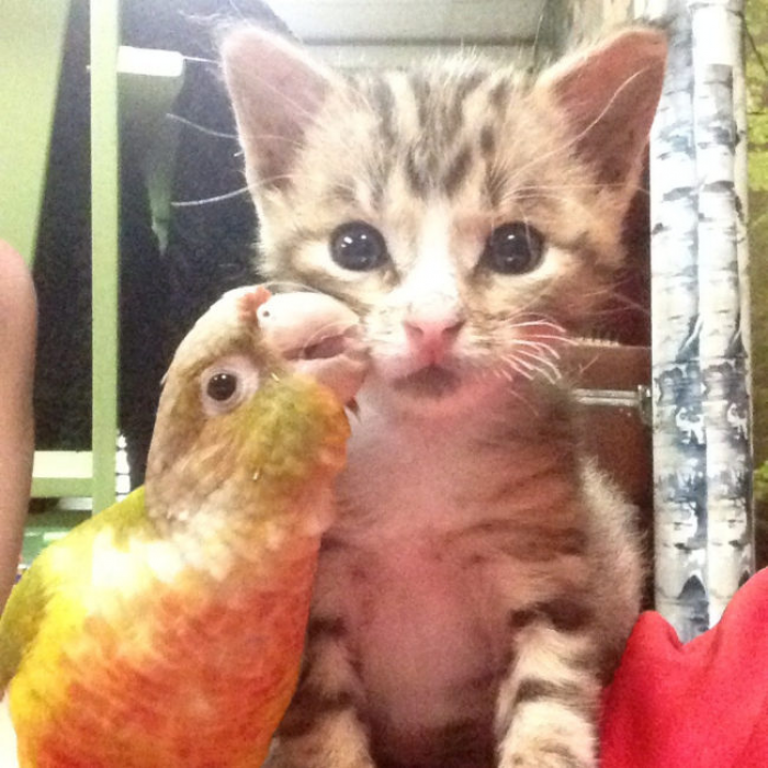 16. Even cats can be best friends with birds.