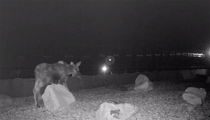 The four-legged traffic continued at night as well