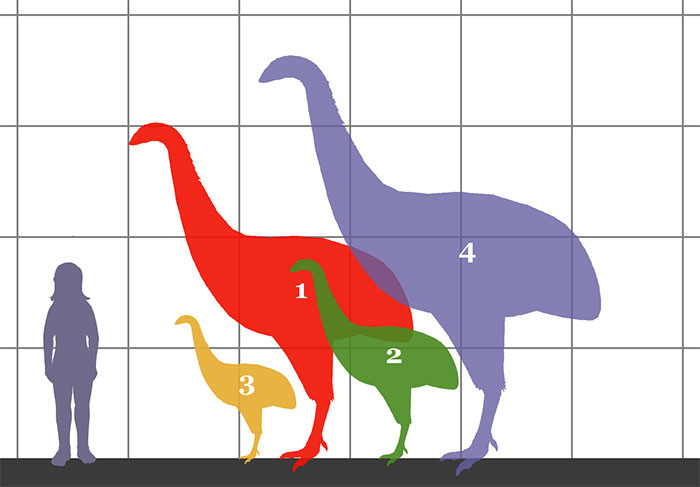 This picture shows a comparison between moa species and a human