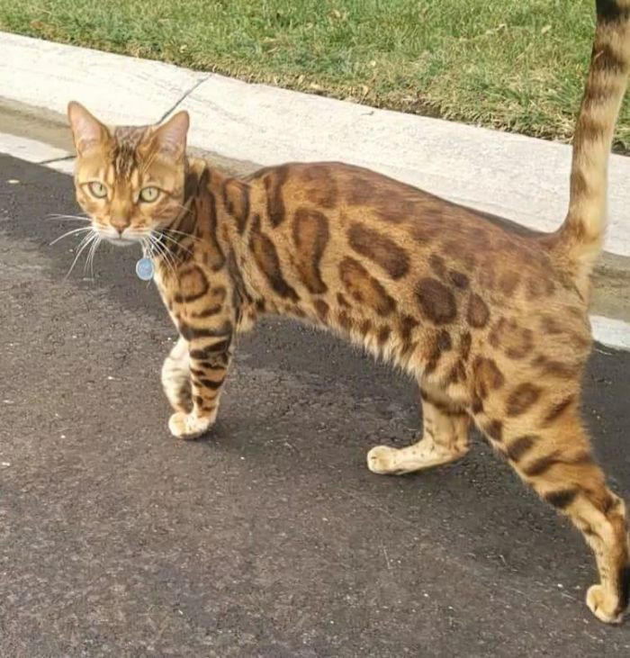 "Saw This Beautiful Boy On A Walk. He Was Also Walking, But In The Opposite Direction. He Greeted Us Warmly, But Only Gave Us 30 Seconds Of His Time Before He Continued On His Walk!"