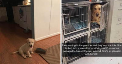 These 16 Dogs Are Such Dummies That It's Actually So Adorable