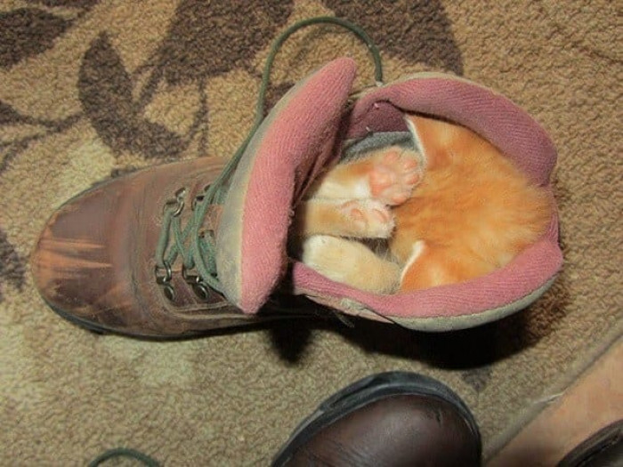 1. Boot Strap Nap