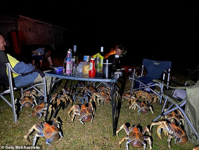 A camping trip barbeque became a struggle to keep 50 robber crabs away from food.