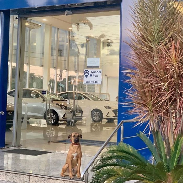 A dog deal for a dealership