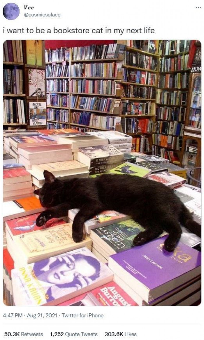 2. Oh to be cat relaxing on some books.