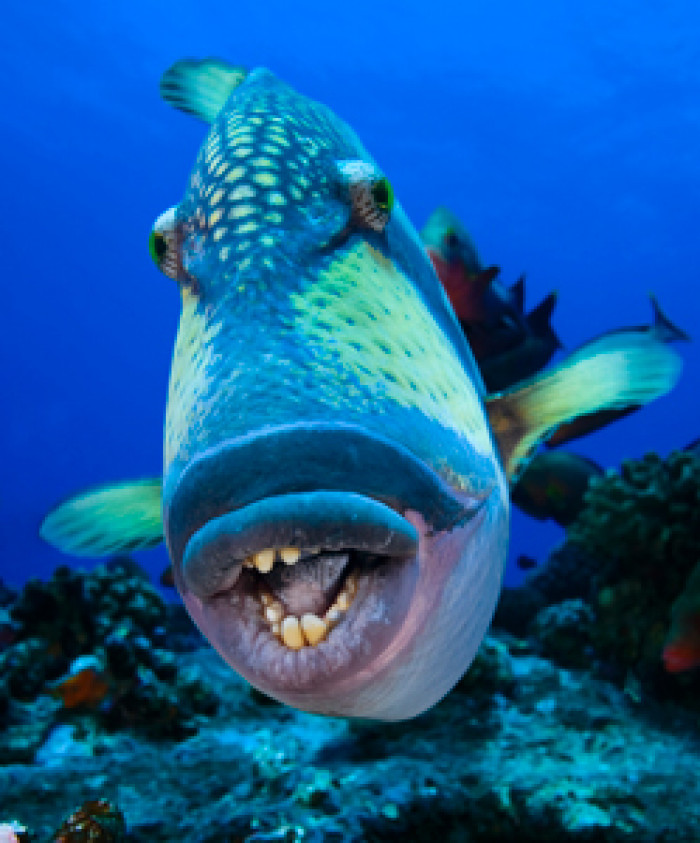 The fish is most likely a trigger fish.