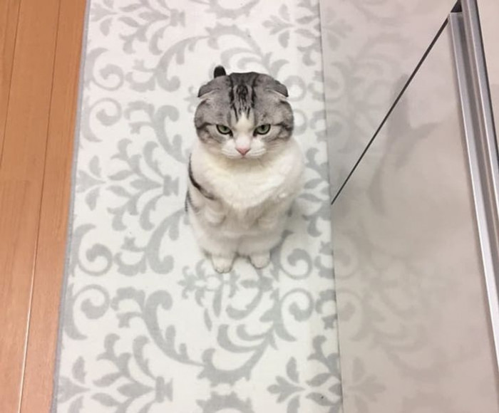 17. Someone better feed this kitty before she does a murder