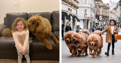 Prepare To Swoon Over These Cute Photos Of Tibetan Mastiffs, The Gentlest Good Bois