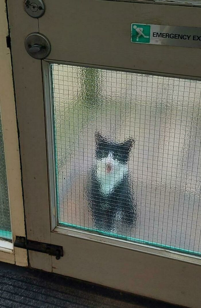 4. This Cat Lives Next Door To My Office And Comes To Scream For Attention