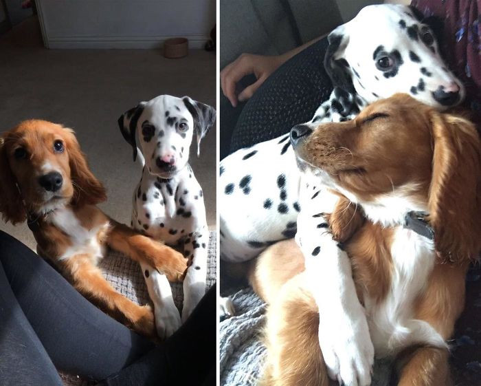 3. He Made A New Friend At Doggy Day Care