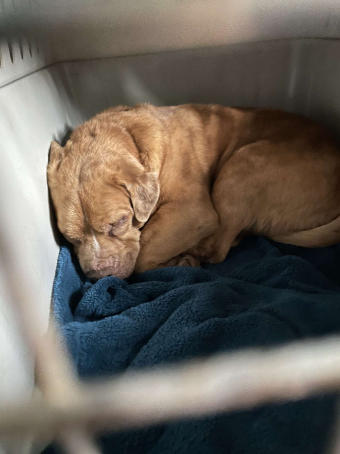 Stevie on his way to his foster home